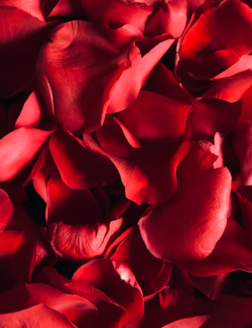Heart Bloom