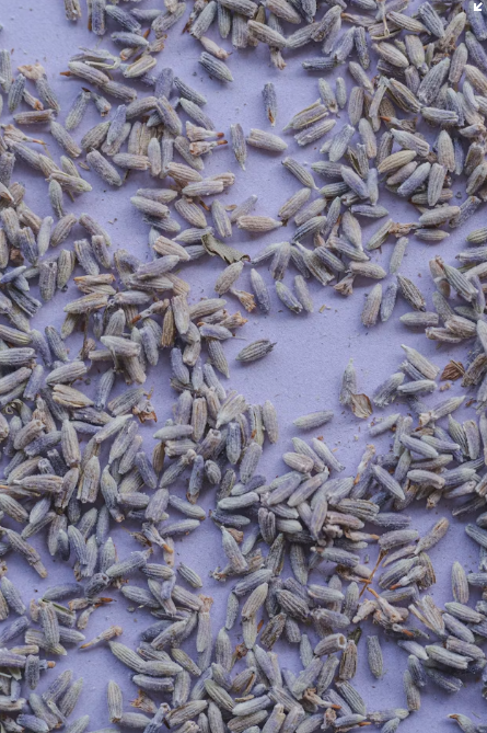 Lavender Grove